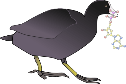 Coot